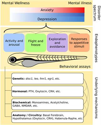 Larval Zebrafish as a Model for Mechanistic Discovery in Mental Health